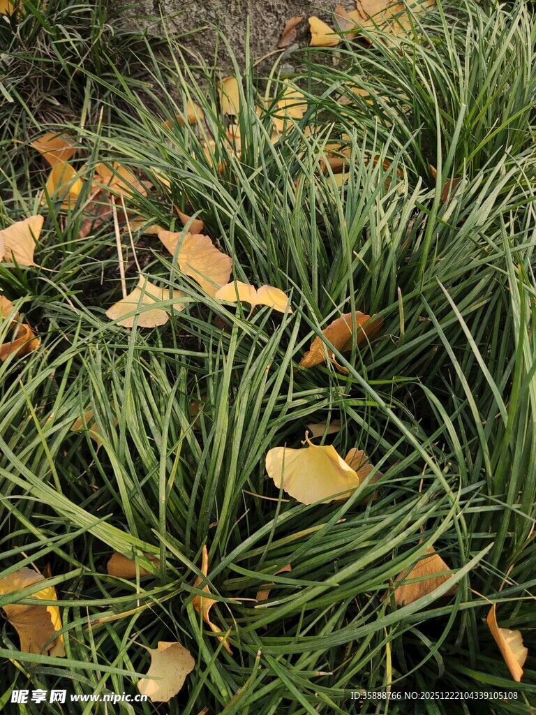 草丛中的枯黄落叶