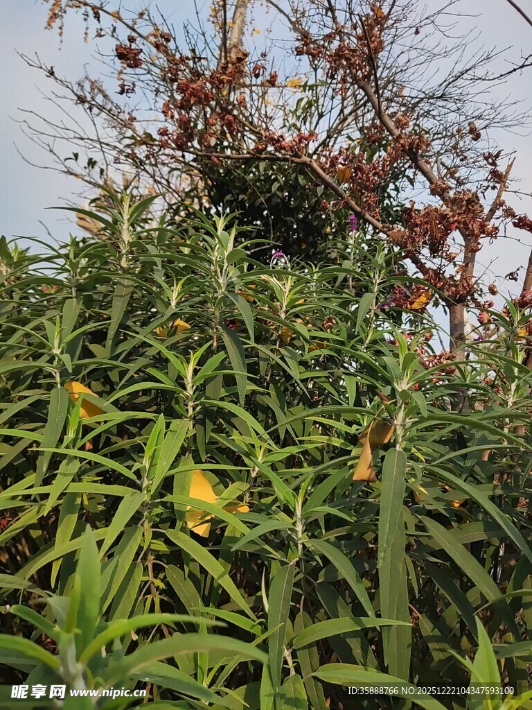 繁茂绿植与枝头景象