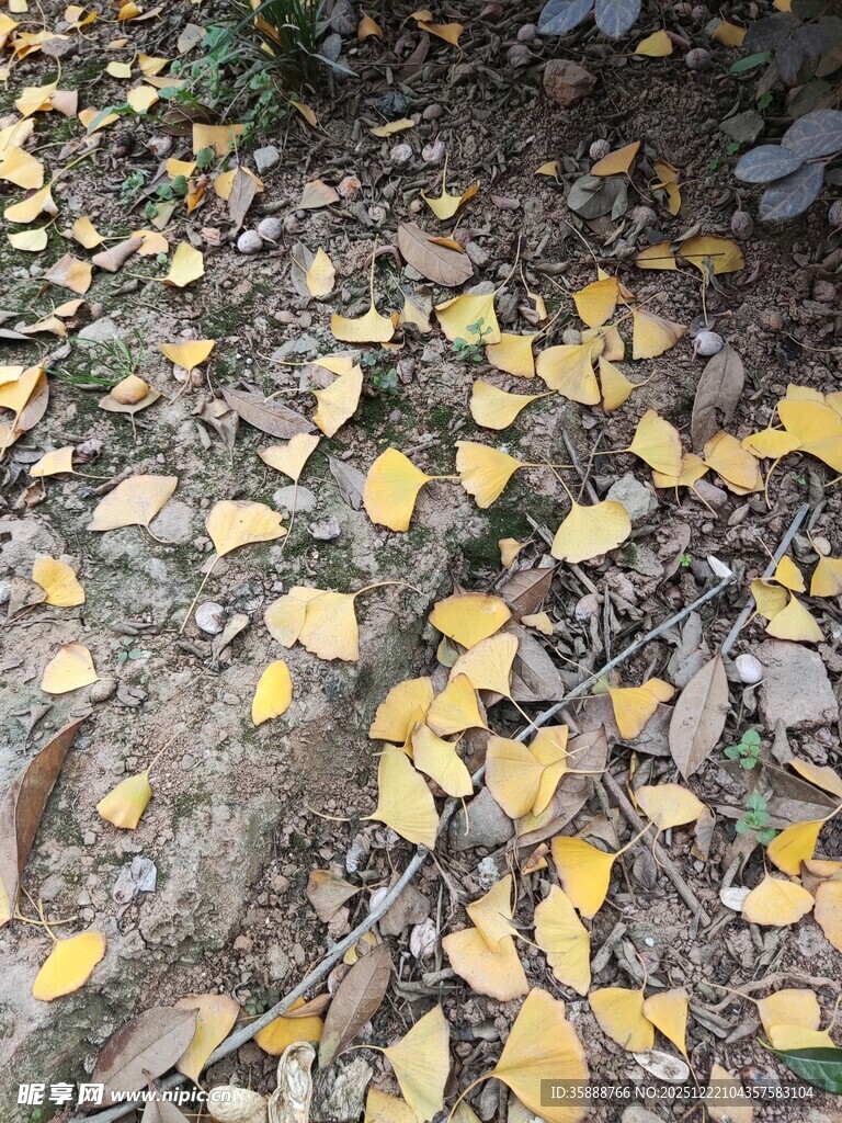 地上银杏落叶美景