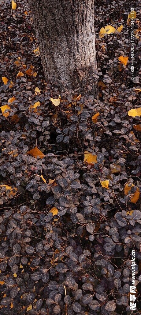 落叶覆盖的地面景象