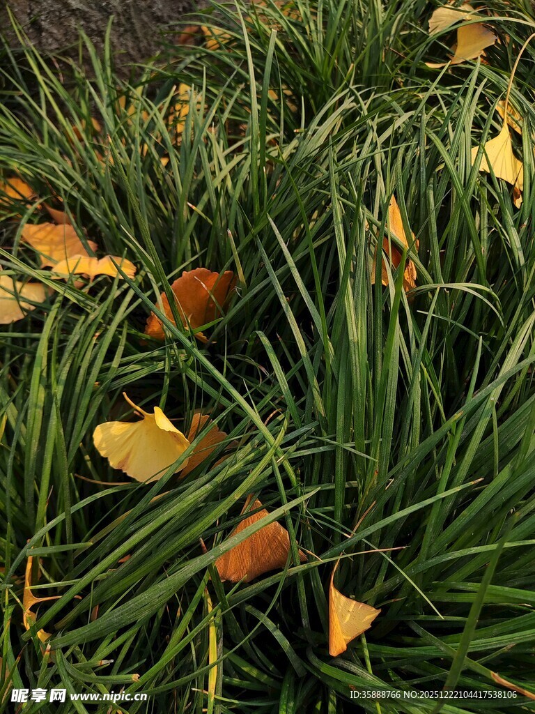 草丛中的金黄落叶