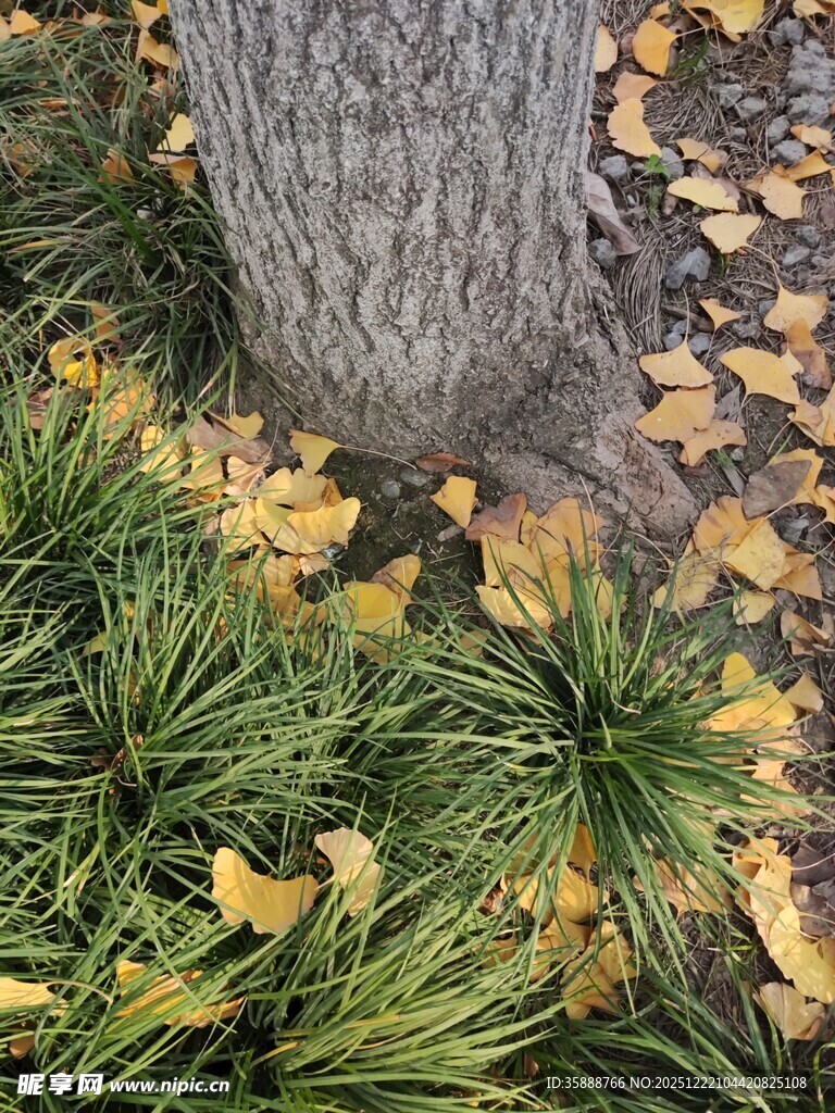 树下秋景黄叶绿草相伴