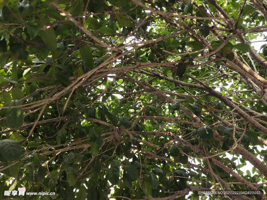 繁茂枝叶下的自然景致