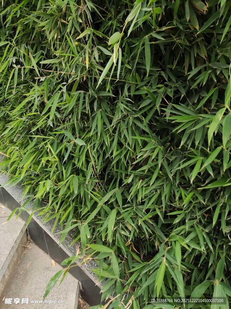 翠绿竹叶墙清新自然风