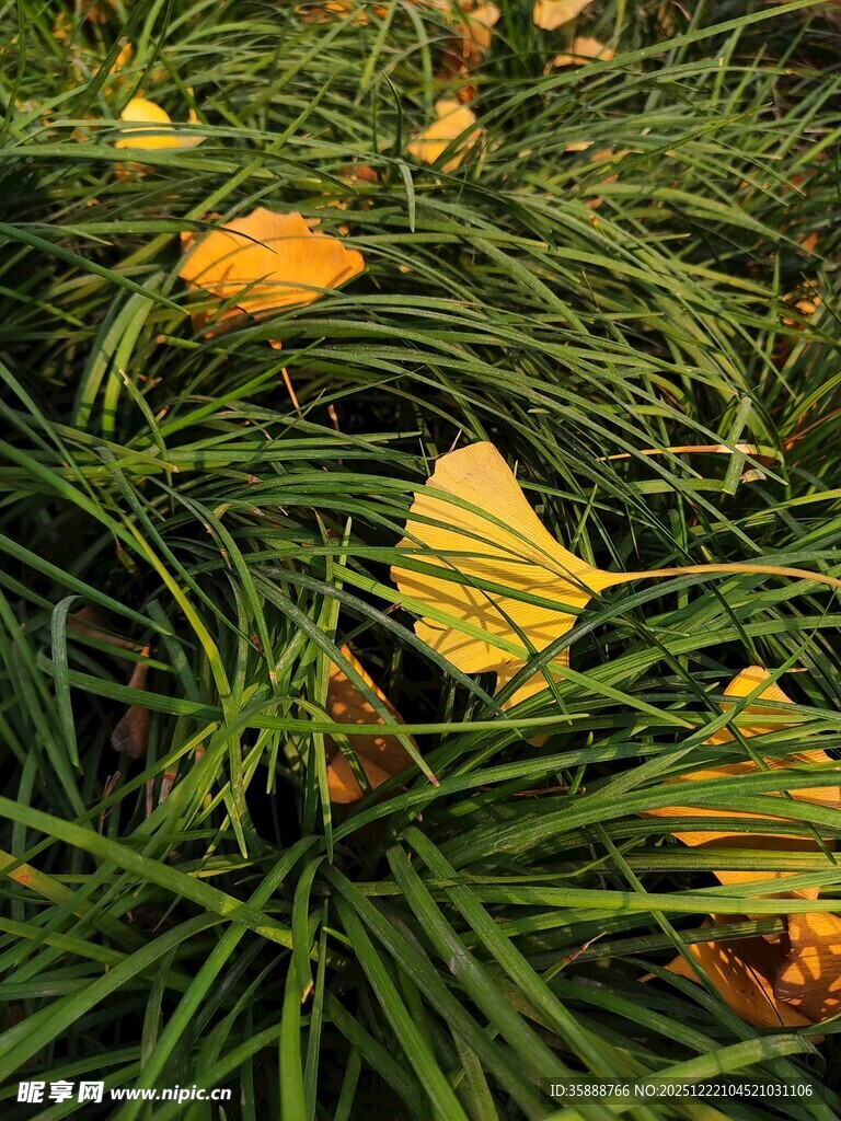 松针间的金黄银杏落叶