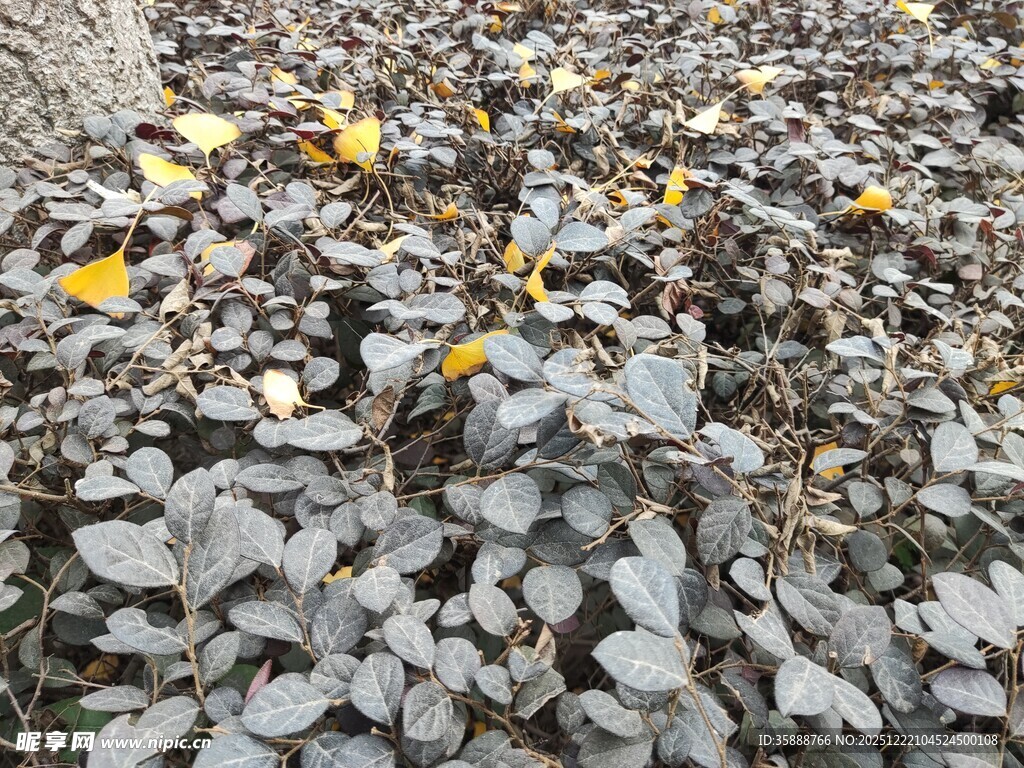 地面散落的多彩枯叶