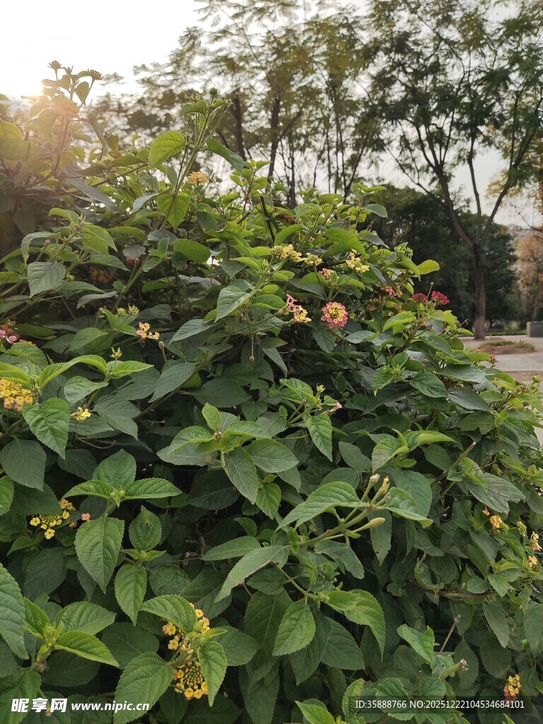 绿叶丛中的果实