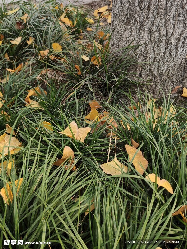 树下秋景黄叶绿草相依