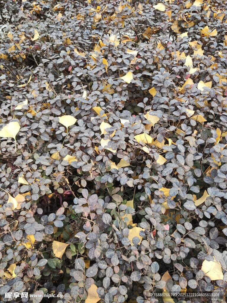 地面散落的枯叶与碎石