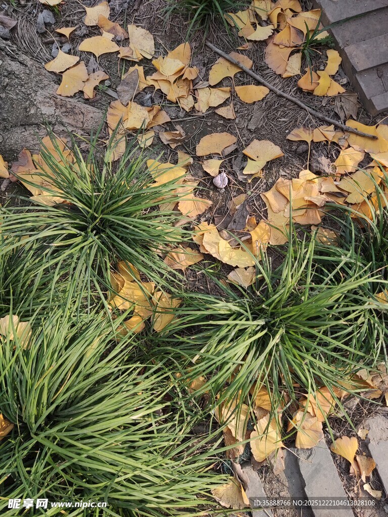 秋景中的绿植与落叶