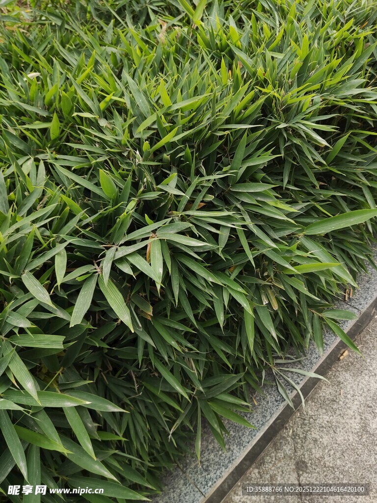 翠绿竹叶植物景观