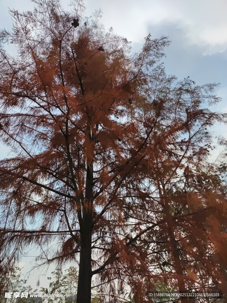 秋日红杉树风景