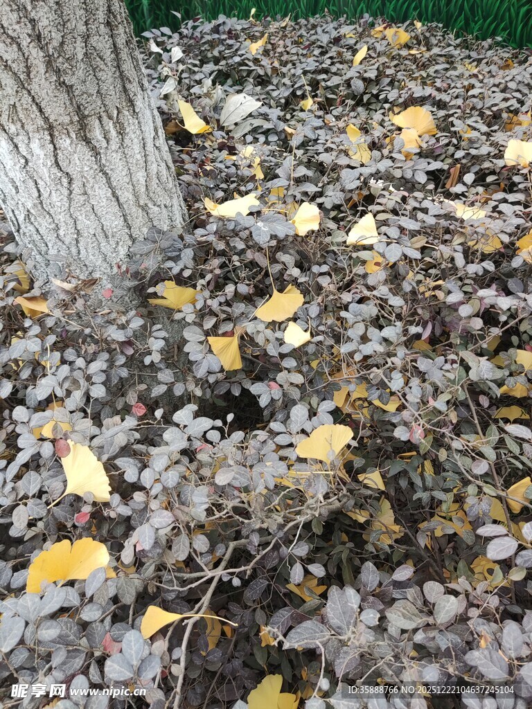 树下落叶铺就秋日美景