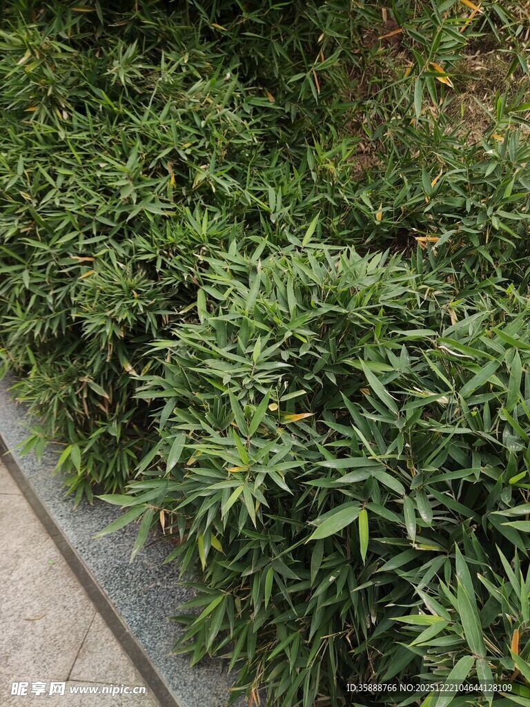 路边翠绿丛生的植物