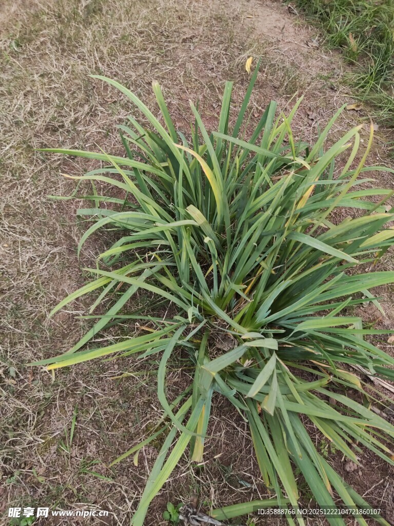 翠绿萱草植株特写