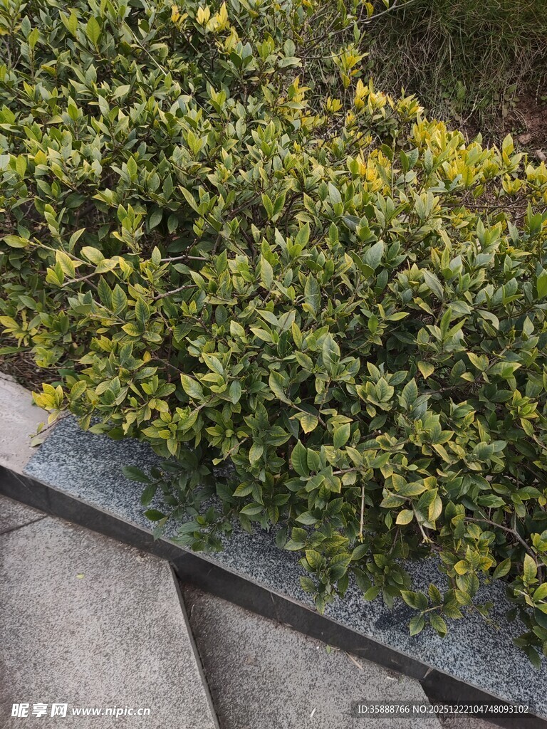 台阶旁的翠绿灌木丛