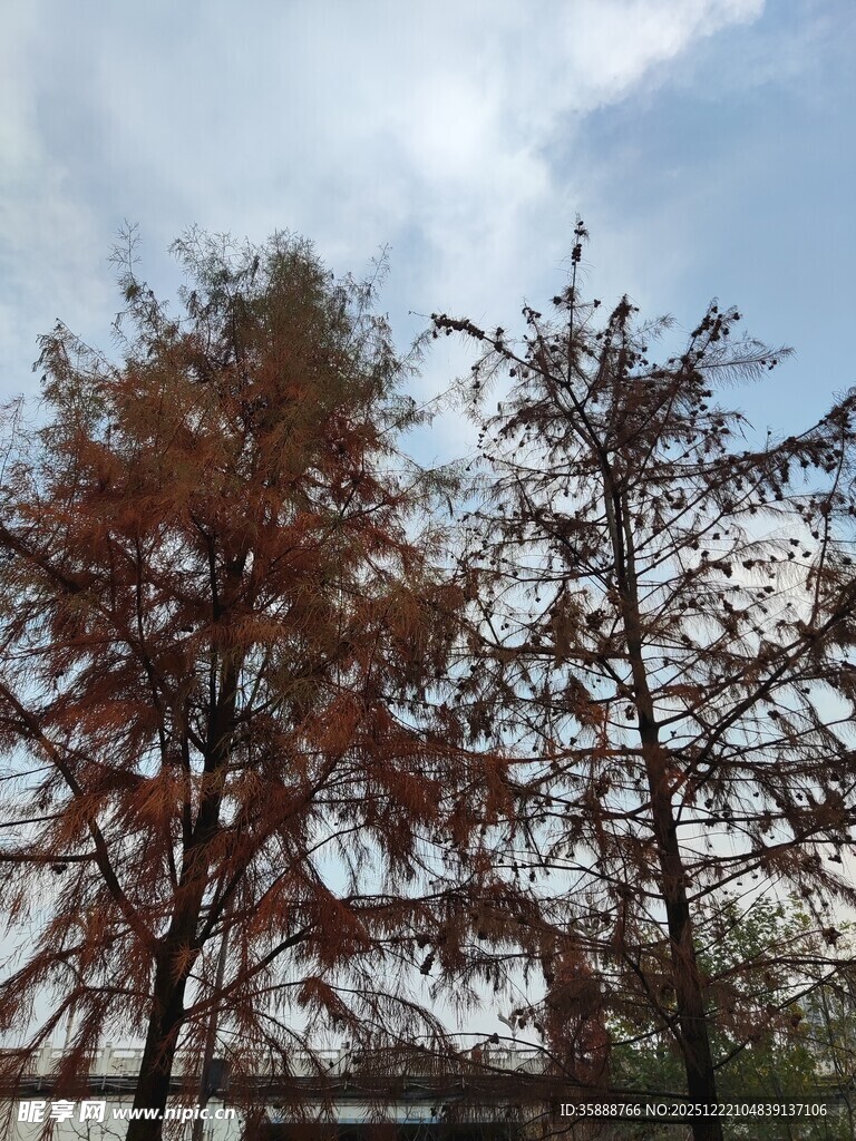 秋日红杉树风景