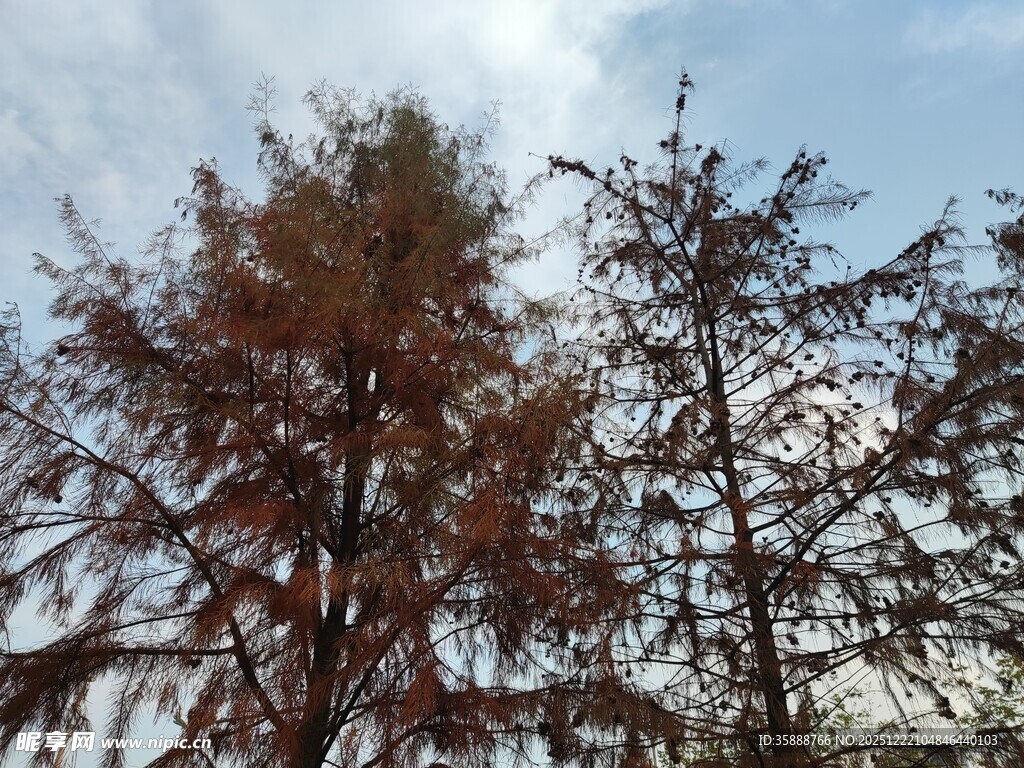 秋日红杉树景观