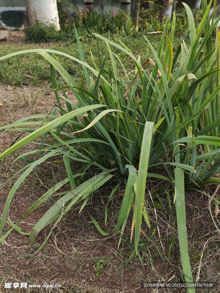 翠绿萱草植物特写