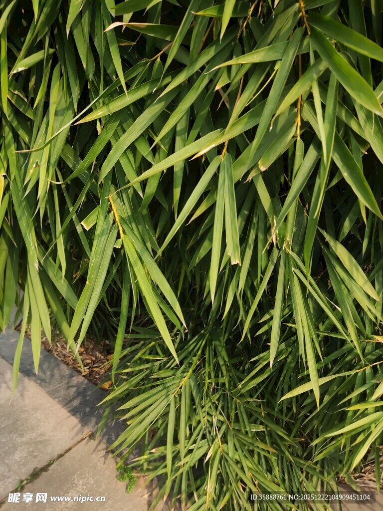 翠绿修长叶片植物特写