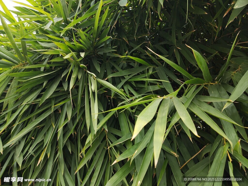 翠绿繁茂的热带植物