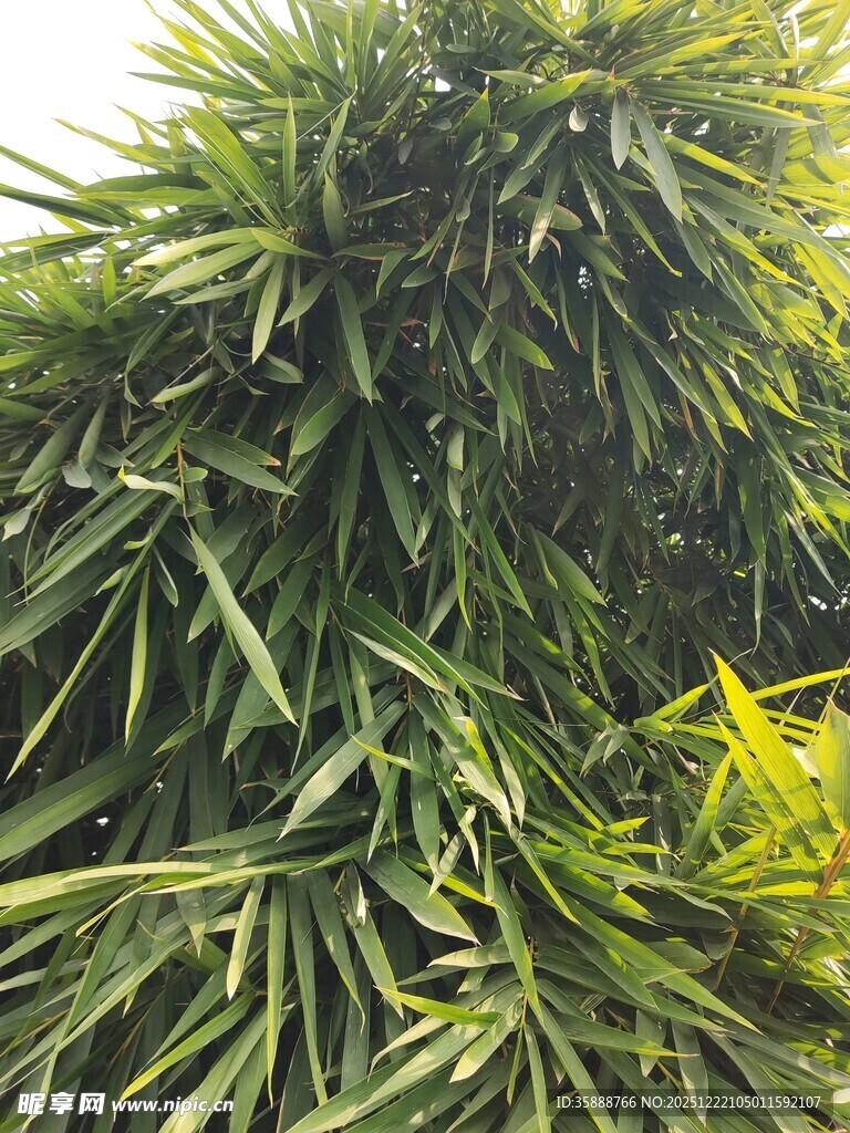 翠绿繁茂的竹叶景观