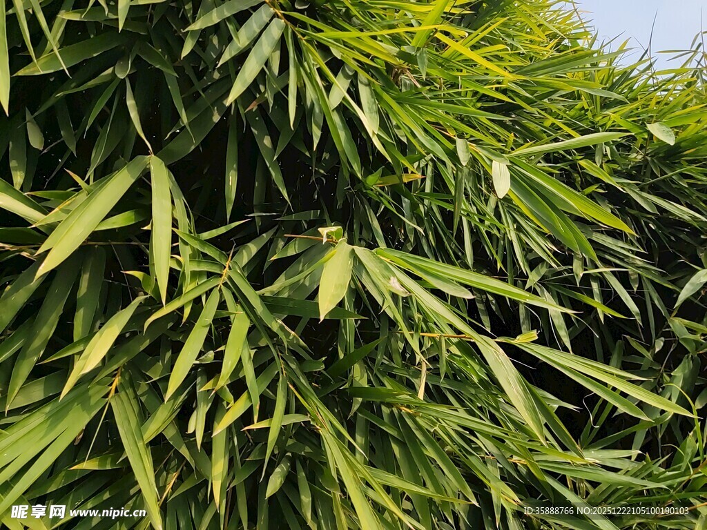 翠绿竹叶的自然景致