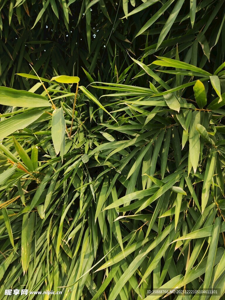 翠绿竹叶的清新景致