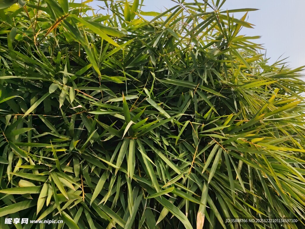 翠绿竹叶尽显自然生机