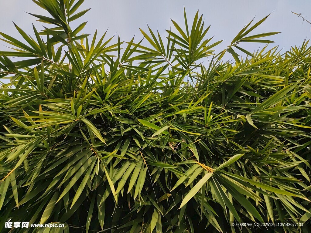 翠绿竹叶尽显自然生机