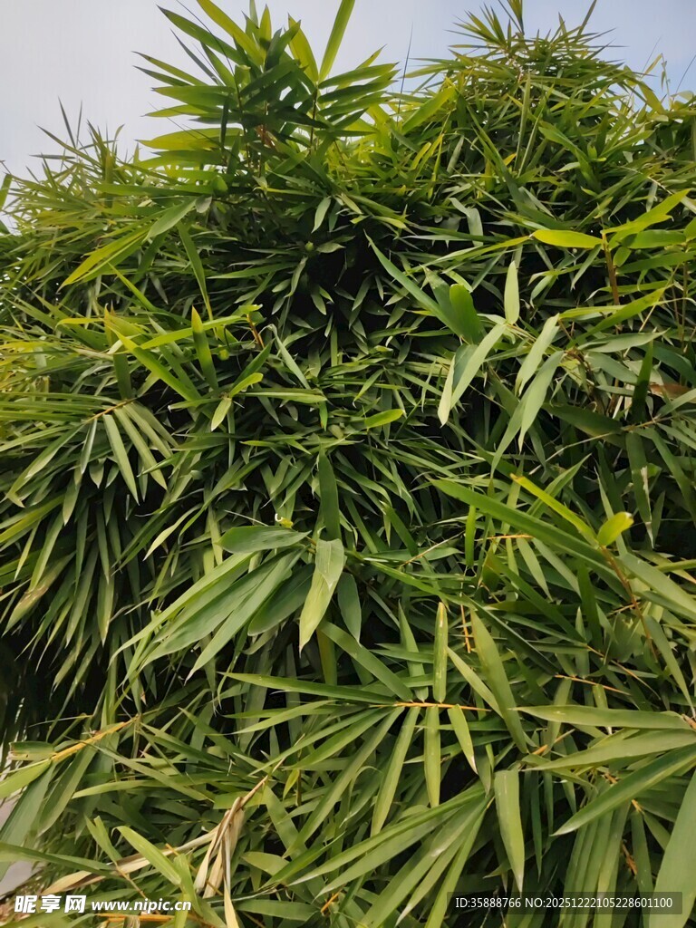 翠绿繁茂的竹叶景观