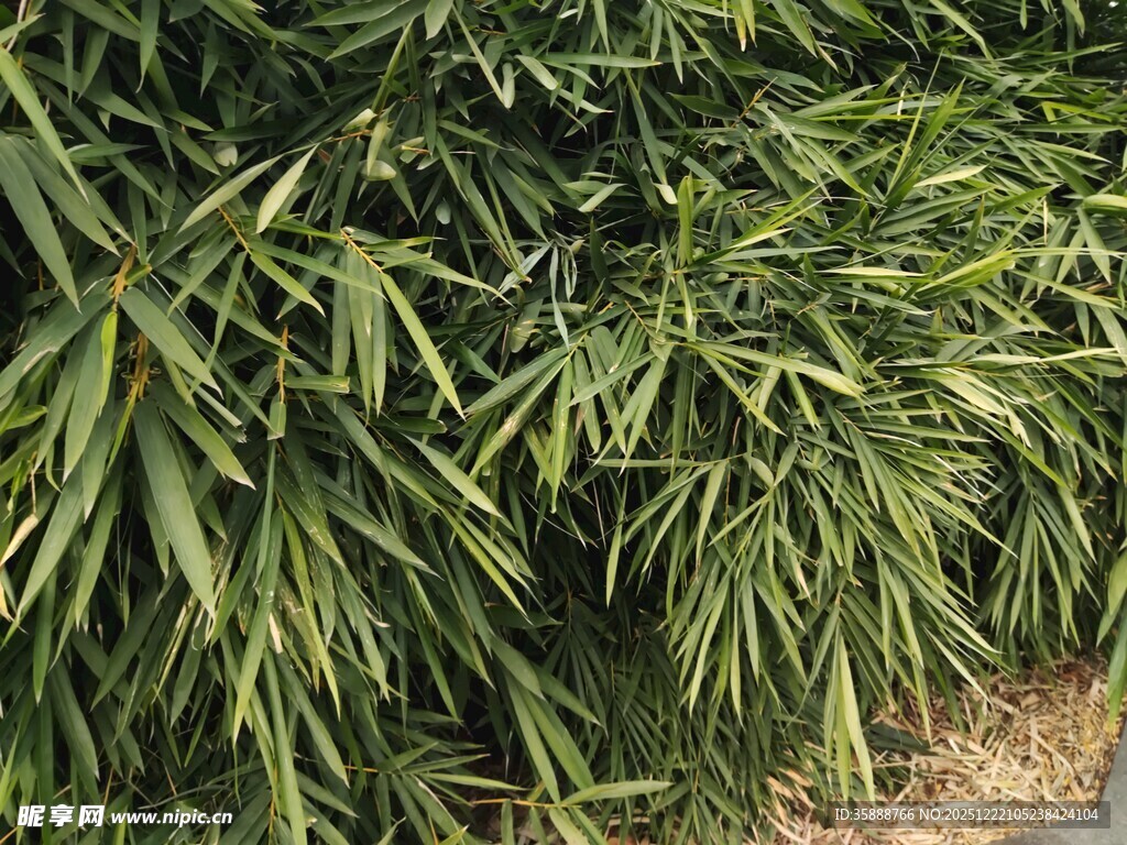 翠绿竹叶丛生景象