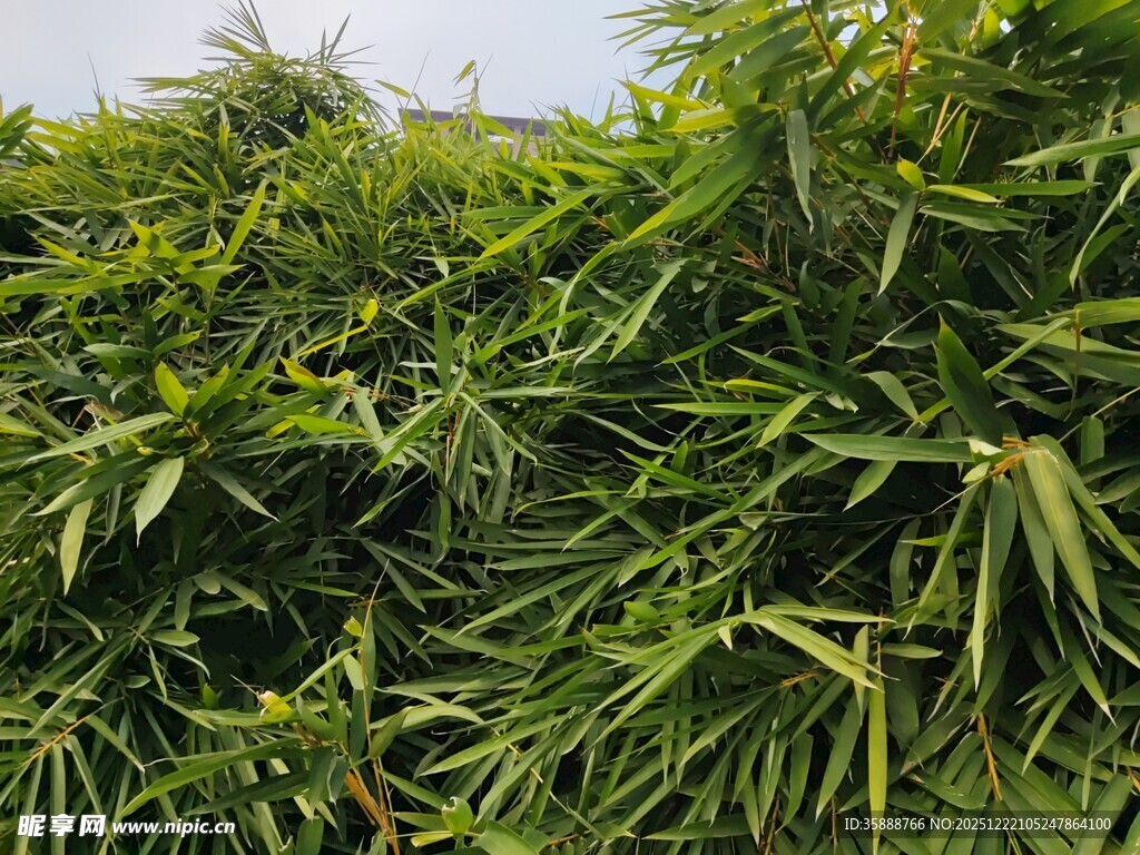 翠绿茂密的竹林景观