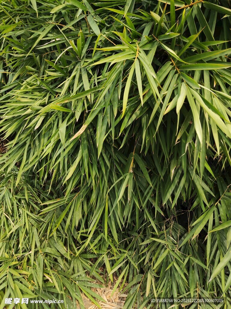 翠绿竹叶繁茂景象