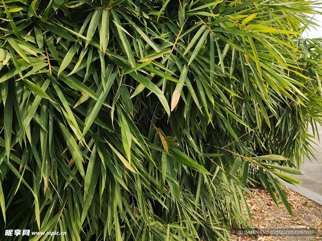 翠绿修长的竹叶景观