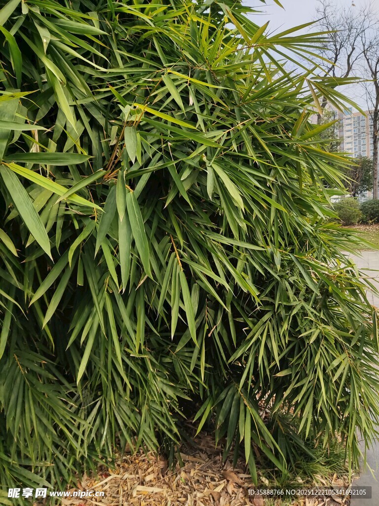 翠绿繁茂的竹叶景观