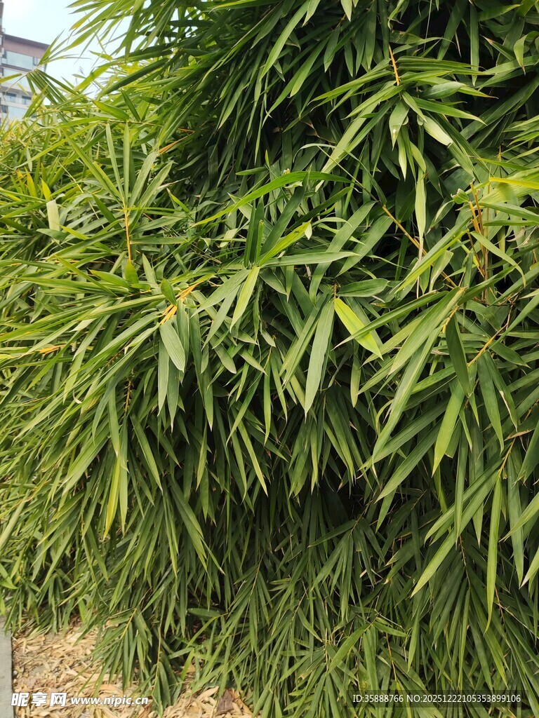 翠绿繁茂的竹叶景观