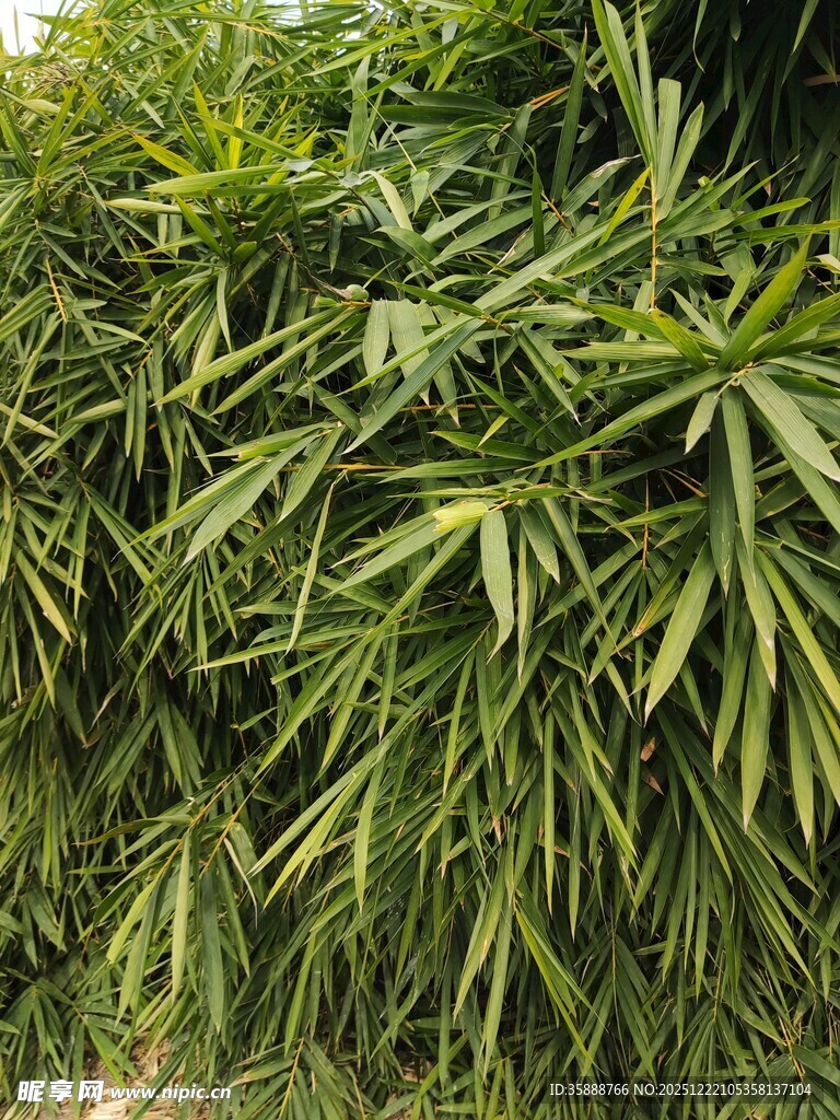 翠绿竹叶植物特写