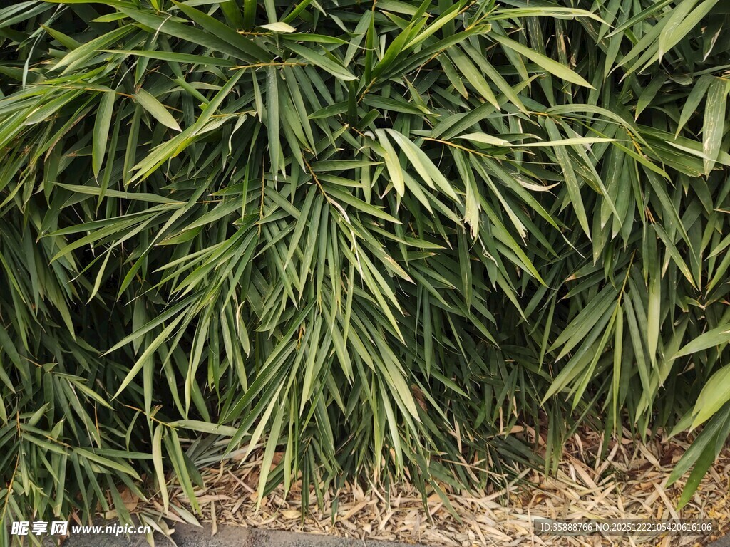 翠绿竹叶植物景观