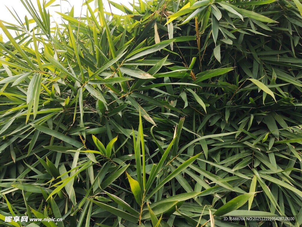 翠绿竹叶特写