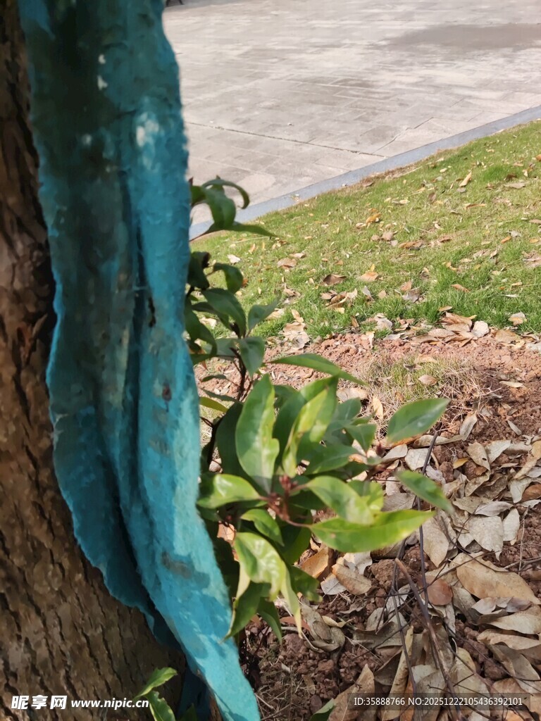 树干缠绕的蓝色布条