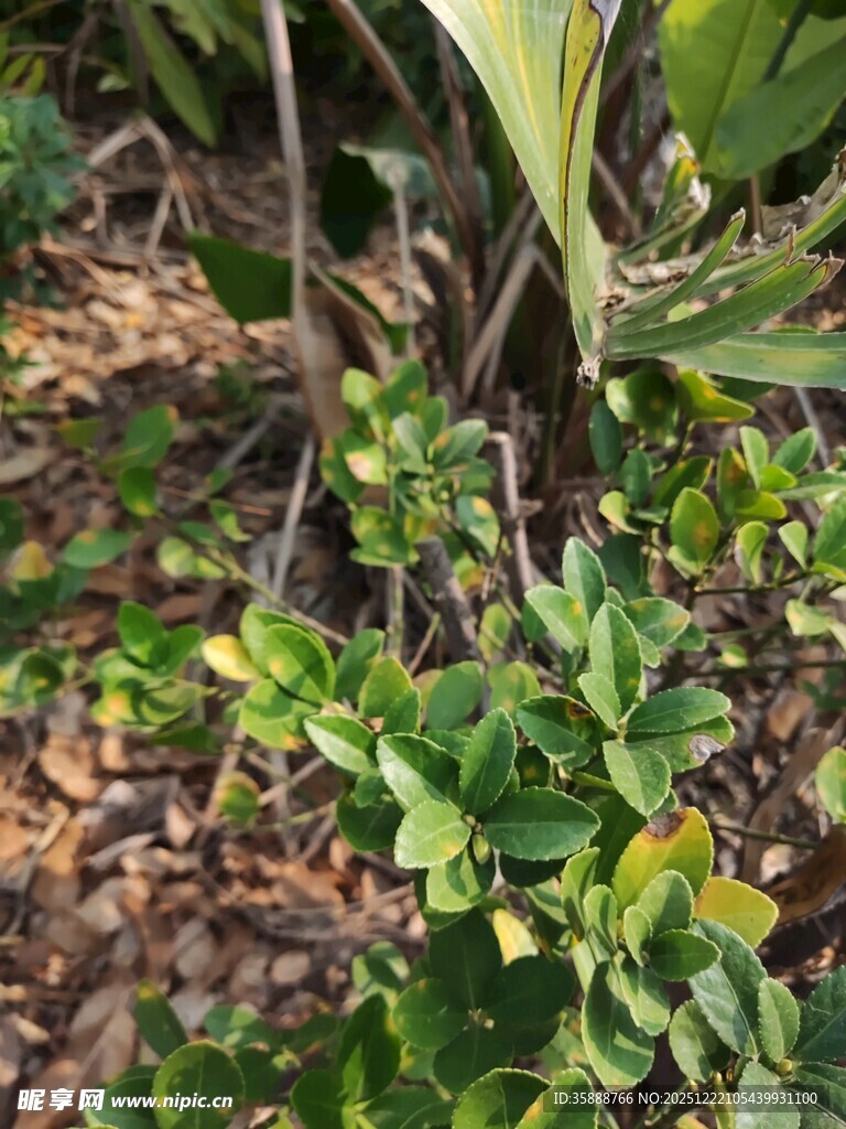 绿叶植物的自然景致