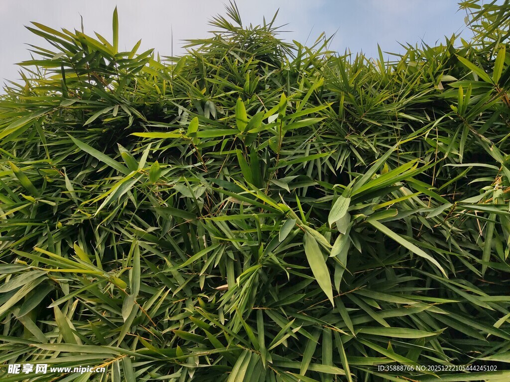 翠绿竹林尽显自然生机