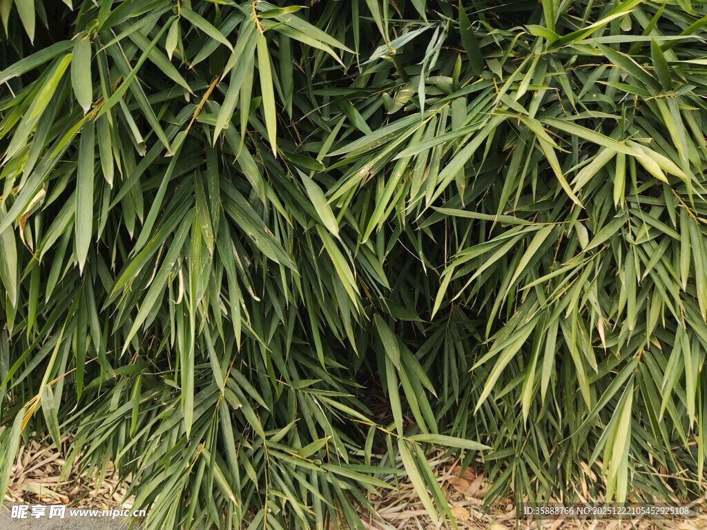 翠绿竹叶特写