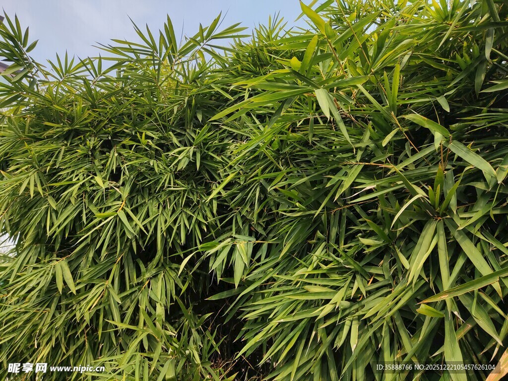 翠绿竹林尽显自然生机