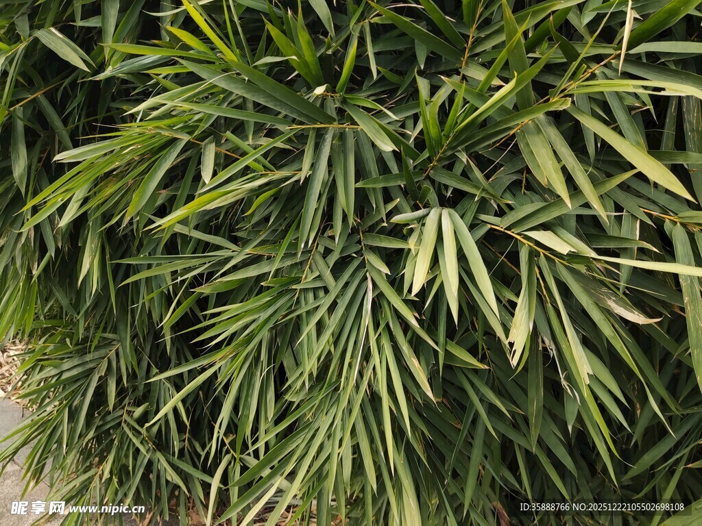翠绿细长叶片的植物