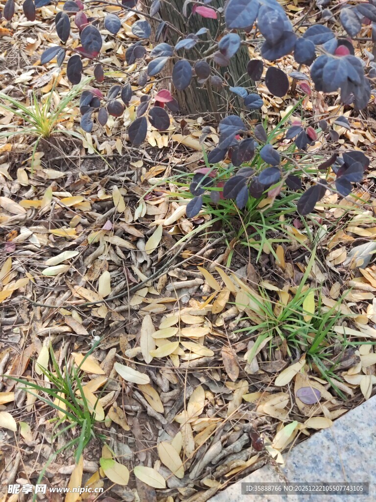 落叶覆盖的地面植物景观