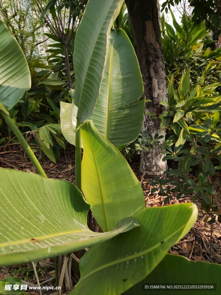 翠绿芭蕉叶尽显自然生机