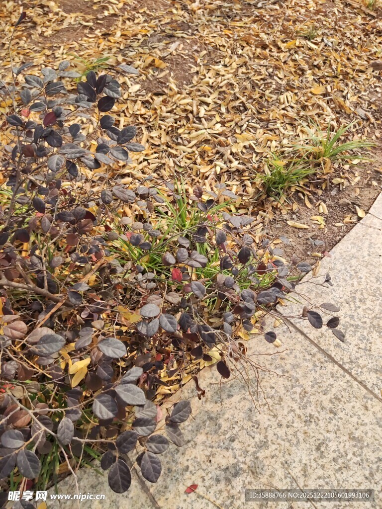 路边落叶与新生小草