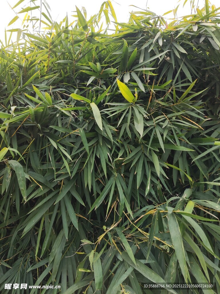 茂密翠绿的竹叶景观